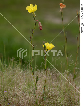 マツヨイグサの黄色い花 127734094