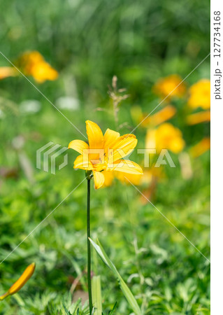 「青森県」種差海岸に咲くニッコウキスゲ　八戸市 127734168