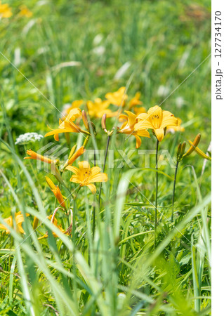 「青森県」種差海岸に咲くニッコウキスゲ　八戸市 127734170