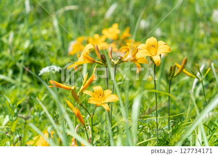 「青森県」種差海岸に咲くニッコウキスゲ 八戸市 「青森県」種差海岸に咲くニッコウキスゲ 八戸市 127734171