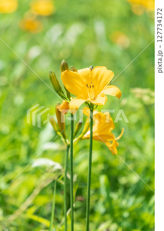 「青森県」種差海岸に咲くニッコウキスゲ 八戸市 「青森県」種差海岸に咲くニッコウキスゲ 八戸市 127734172