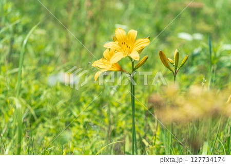 「青森県」種差海岸に咲くニッコウキスゲ 八戸市 「青森県」種差海岸に咲くニッコウキスゲ 八戸市 127734174