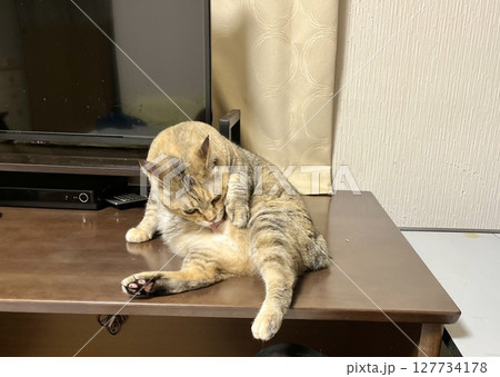 身づくろいするキジ猫 身づくろいするキジ猫 127734178