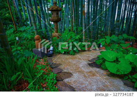 竹林の小径の風景 竹林の小径の風景 127734187