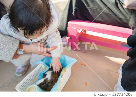 【相模原市立麻溝公園のふれあい動物広場でモルモットを見る1歳児】 【相模原市立麻溝公園のふれあい動物広場でモルモットを見る1歳児】 127734205