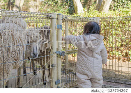 【相模原市立麻溝公園のふれあい動物広場で羊に触る1歳児】 【相模原市立麻溝公園のふれあい動物広場で羊に触る1歳児】 127734207
