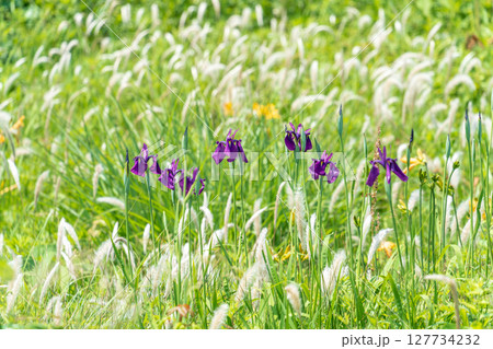 「青森県」種差海岸に咲く花菖蒲 八戸市 「青森県」種差海岸に咲く花菖蒲 八戸市 127734232