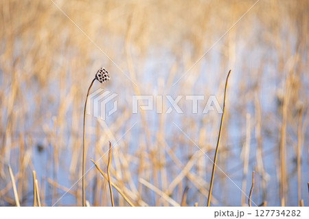 枯れた蓮の実 127734282