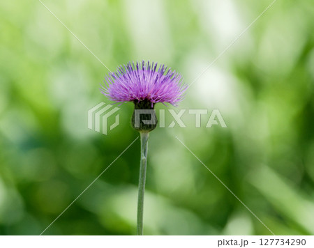 ノアザミの花咲く 127734290