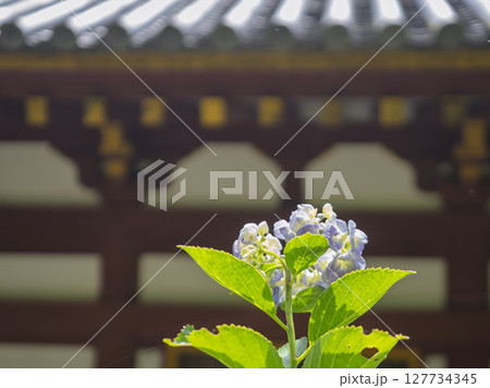 本堂の裏に咲くあじさいの花 本堂の裏に咲くあじさいの花 127734345