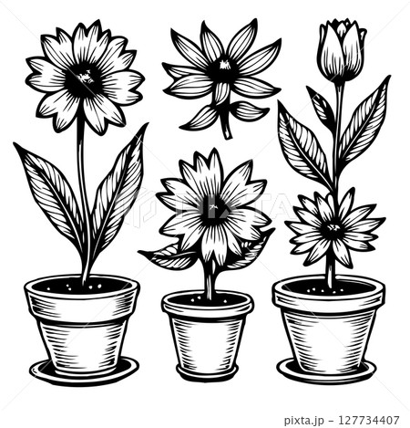 Elegant Floral Line Art: Black and White Vector Illustration of Potted Flowers Elegant Floral Line Art: Black and White Vector Illustration of Potted Flowers 127734407