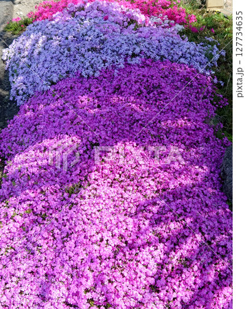 Spring park with ground pink flowers / 満開の東藻琴芝桜公園 127734635