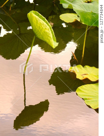 水面に浮かぶ蓮の葉 127734844