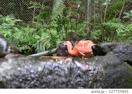 水を飲むショウジョウトキ 127735691