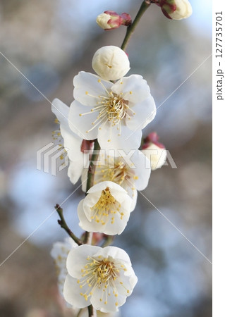 白い梅の花 127735701