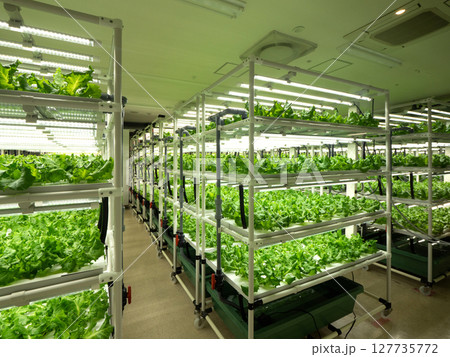 植物工場のレタス栽培 127735772