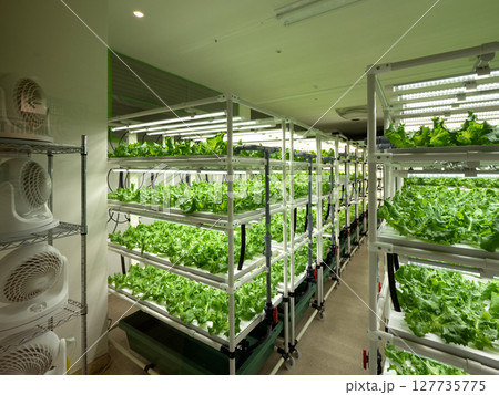 植物工場のレタス栽培 127735775