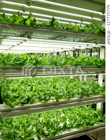 植物工場のレタス栽培 127735776
