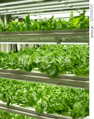 植物工場のレタス栽培 127735777