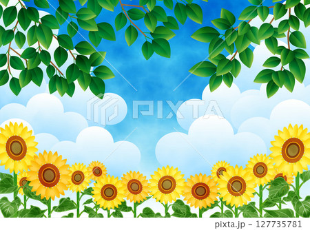 青空とひまわり畑のある風景 青空とひまわり畑のある風景 127735781