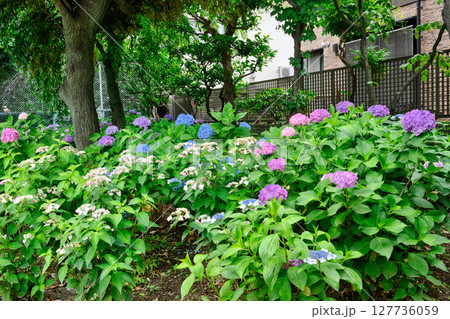 東京都文京区　白山神社（はくさんじんじゃ）　白山公園　文京あじさいまつり 127736059