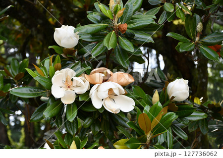 タイサンボク　Southern magnolia 127736062