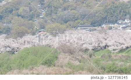 京都の桜　石清水八幡　背割堤③ 127736145