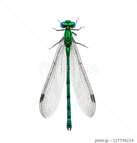 A vibrant green damselfly with translucent wings, centered on a clean white background 127736214