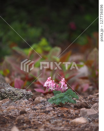 コマクサ コマクサ 127736896