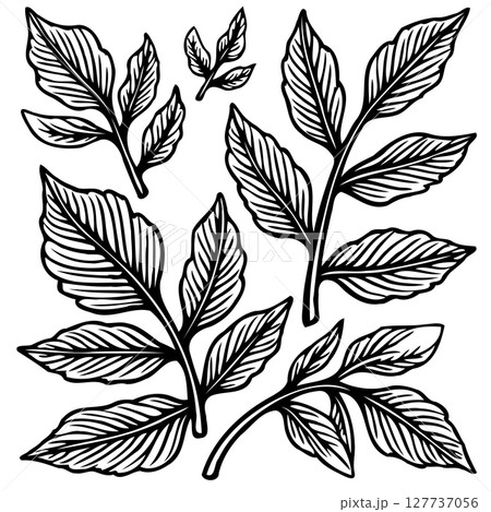 Elegant floral pattern design in black and white for textile and surface use Elegant floral pattern design in black and white for textile and surface use 127737056