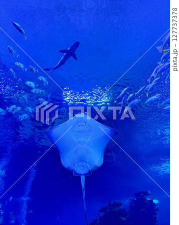 seal underwater photo in wild nature 127737378