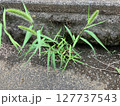 アスファルトの隙間に生えるエノコログサ 127737543
