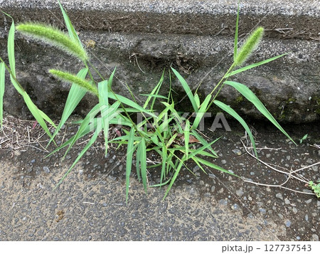アスファルトの隙間に生えるエノコログサ 127737543