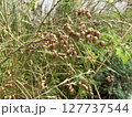 風に揺れるコバンソウ（小判草）の実 127737544