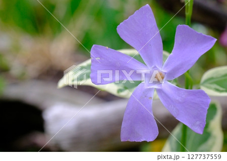 ツルニチニチソウの花 127737559