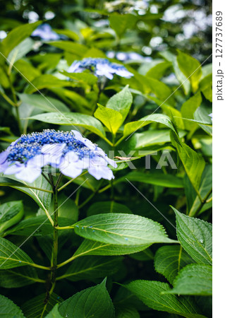 青い紫陽花 127737689