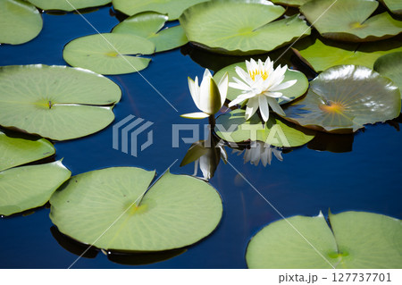 寄り添う睡蓮と水面に映る夏の空の色 寄り添う睡蓮と水面に映る夏の空の色 127737701