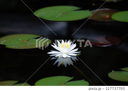 はなびのように咲き誇る睡蓮 はなびのように咲き誇る睡蓮 127737703