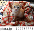 生後1か月の可愛い子猫 127737773