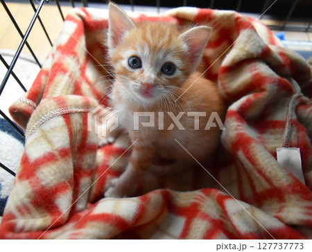 生後1か月の可愛い子猫 127737773