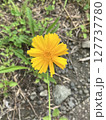 道端に咲く鮮やかな黄色い花 127737780