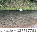 浅瀬の川と緑の護岸 127737781