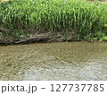 水辺に茂る夏草と浅瀬の清流 127737785
