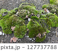 地面に群生する苔と落ち葉のテクスチャ 127737788