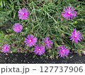 鮮やかに咲くマツバギクの花 127737906