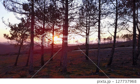 Flight through pine trees Flight through pine trees 127737968