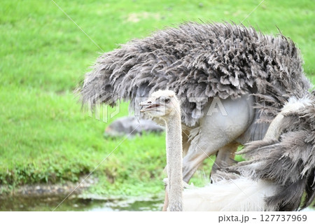 草原にいるダチョウ 草原にいるダチョウ 127737969