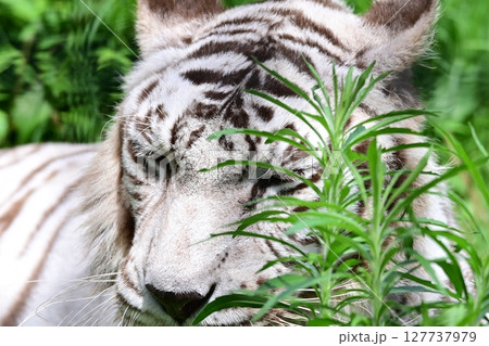 動物園でゆっくりと暮らすホワイトタイガー 127737979