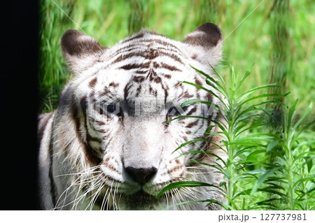 動物園でゆっくりと暮らすホワイトタイガー 127737981