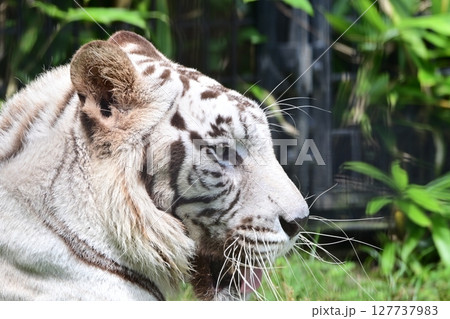 動物園でゆっくりと暮らすホワイトタイガー 127737983